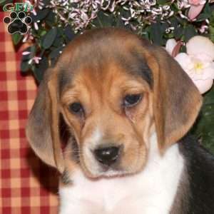 Mia, Beagle Puppy