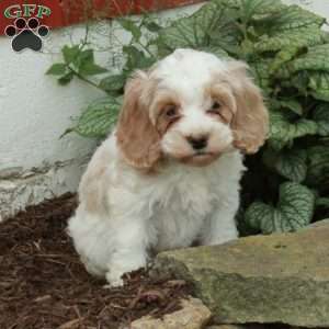 Mia, Cockapoo Puppy