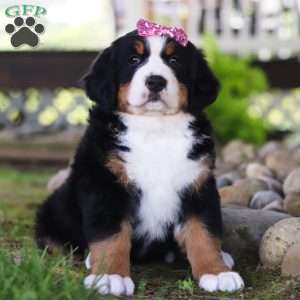 Mia, Bernese Mountain Dog Puppy