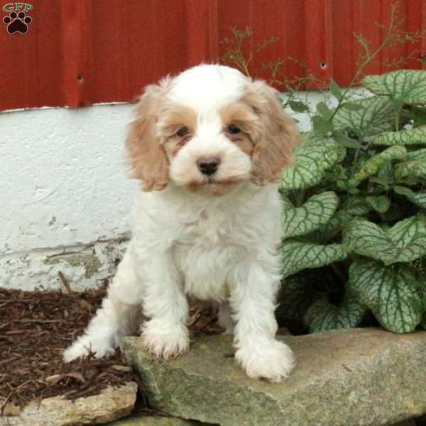 Micah, Cockapoo Puppy