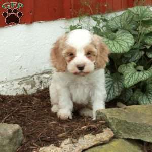 Micah, Cockapoo Puppy