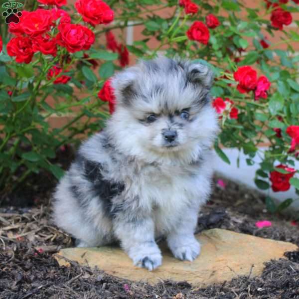 Michael, Pomeranian Puppy