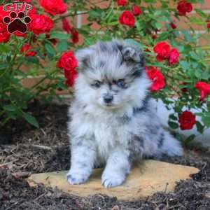 Michael, Pomeranian Puppy