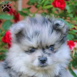 Michael, Pomeranian Puppy