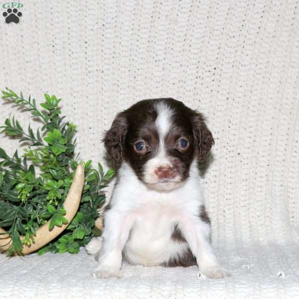 Mickey, English Springer Spaniel Puppy