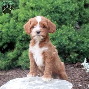 Mickey, Cockapoo Puppy