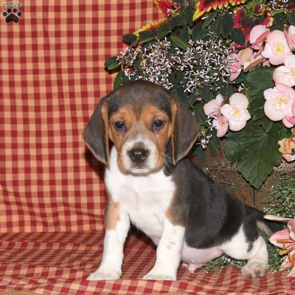 Mickey, Beagle Puppy