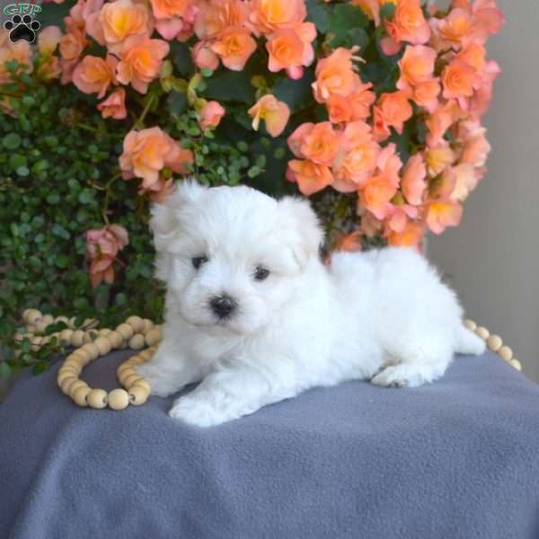 Mickey, Maltese Puppy