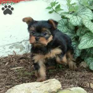 Mickey, Yorkie Puppy