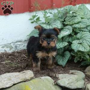 Mickey, Yorkie Puppy