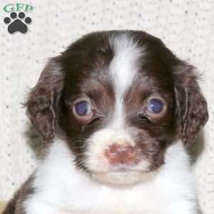 Mickey, English Springer Spaniel Puppy