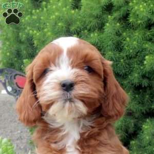 Mickey, Cockapoo Puppy