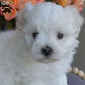 Mickey, Maltese Puppy