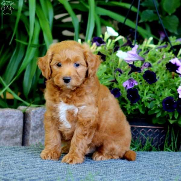Mickey, Havapoo Puppy