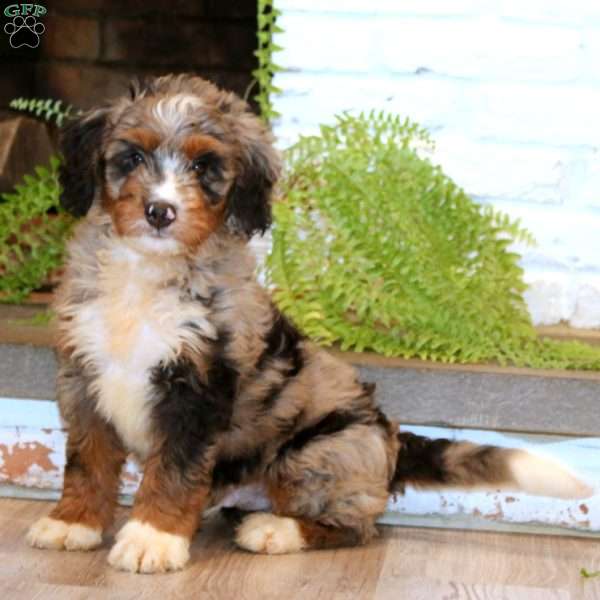 Mickey, Mini Bernedoodle Puppy