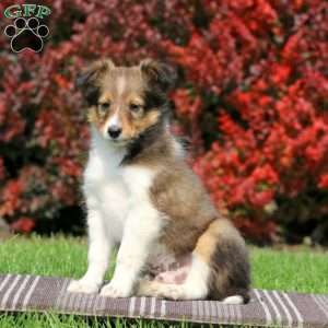 Mickey, Sheltie Puppy