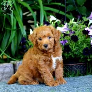 Mickey, Havapoo Puppy