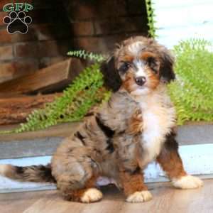 Mickey, Mini Bernedoodle Puppy