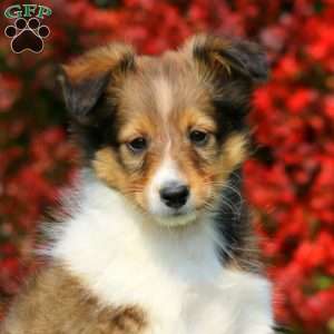 Mickey, Sheltie Puppy