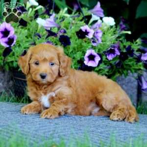 Mickey, Havapoo Puppy
