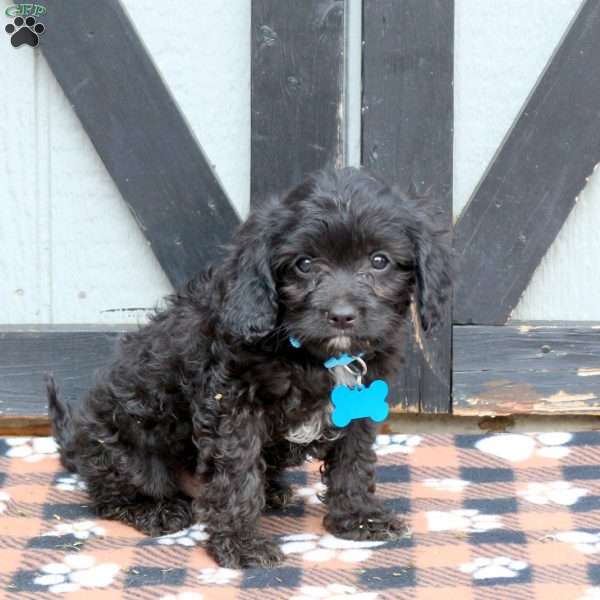 Midnight, Cavapoo Puppy