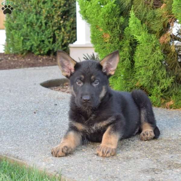 Midnight, German Shepherd Puppy
