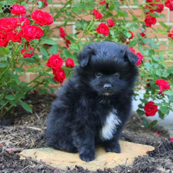 Midnight, Pomeranian Puppy