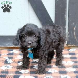 Midnight, Cavapoo Puppy