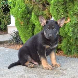 Midnight, German Shepherd Puppy