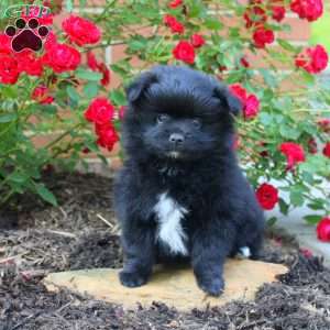 Midnight, Pomeranian Puppy