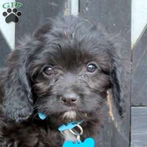 Midnight, Cavapoo Puppy