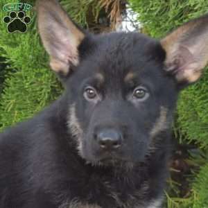 Midnight, German Shepherd Puppy