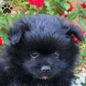 Midnight, Pomeranian Puppy