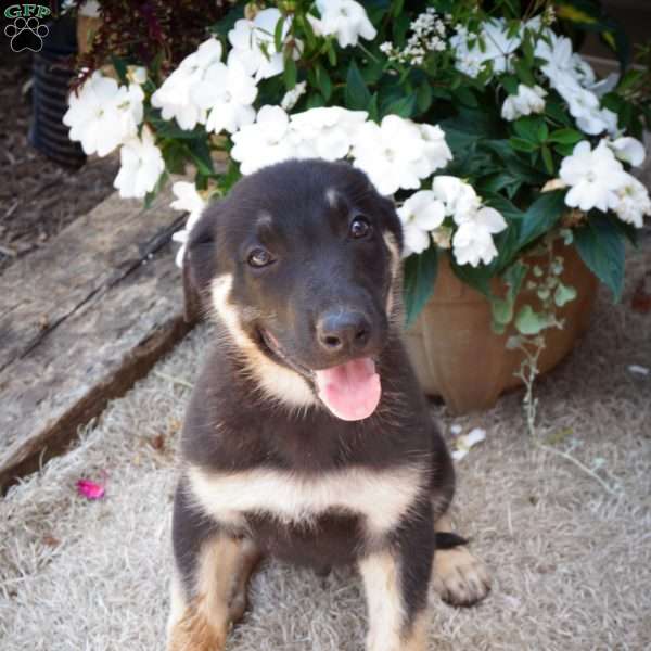Midnight, German Shepherd Puppy