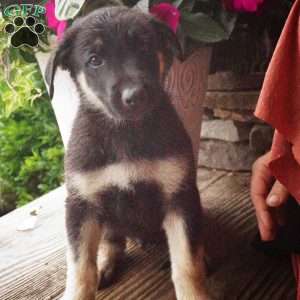 Midnight, German Shepherd Puppy