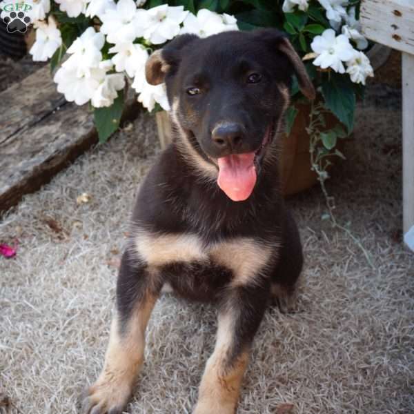 Mika, German Shepherd Puppy