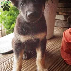 Mika, German Shepherd Puppy