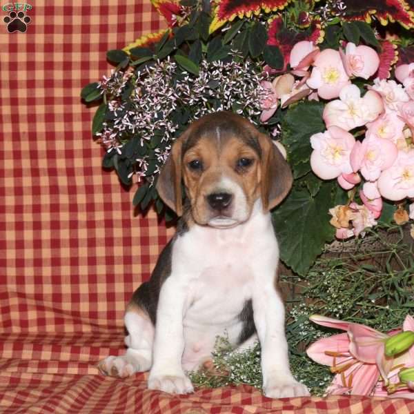 Mike, Beagle Puppy