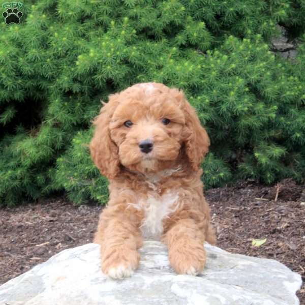 Mike, Cockapoo Puppy
