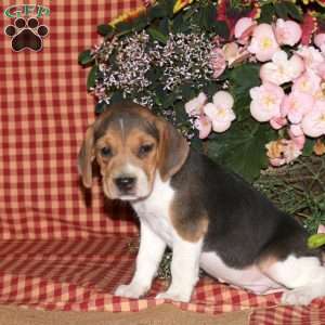 Mike, Beagle Puppy