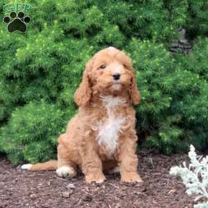 Mike, Cockapoo Puppy