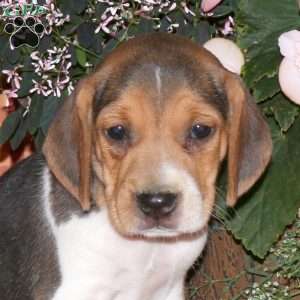 Mike, Beagle Puppy