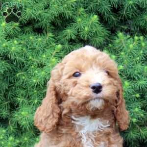 Mike, Cockapoo Puppy