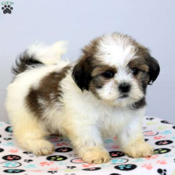 Mila, Shih Tzu Puppy