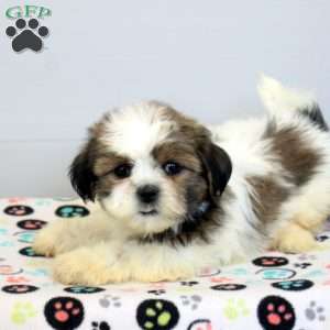 Mila, Shih Tzu Puppy