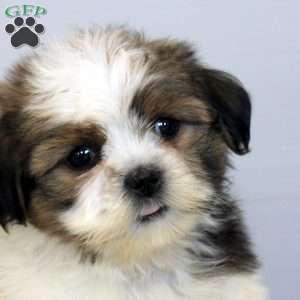 Mila, Shih Tzu Puppy