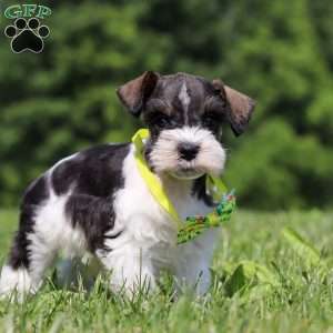 Miles, Miniature Schnauzer Puppy