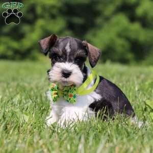 Miles, Miniature Schnauzer Puppy