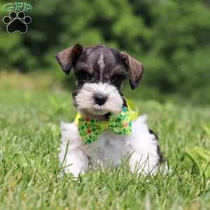 Miles, Miniature Schnauzer Puppy