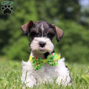Miles, Miniature Schnauzer Puppy
